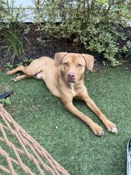 Found/Stray Male Dog last seen Overbrook Drive, Gaffney, SC 29341