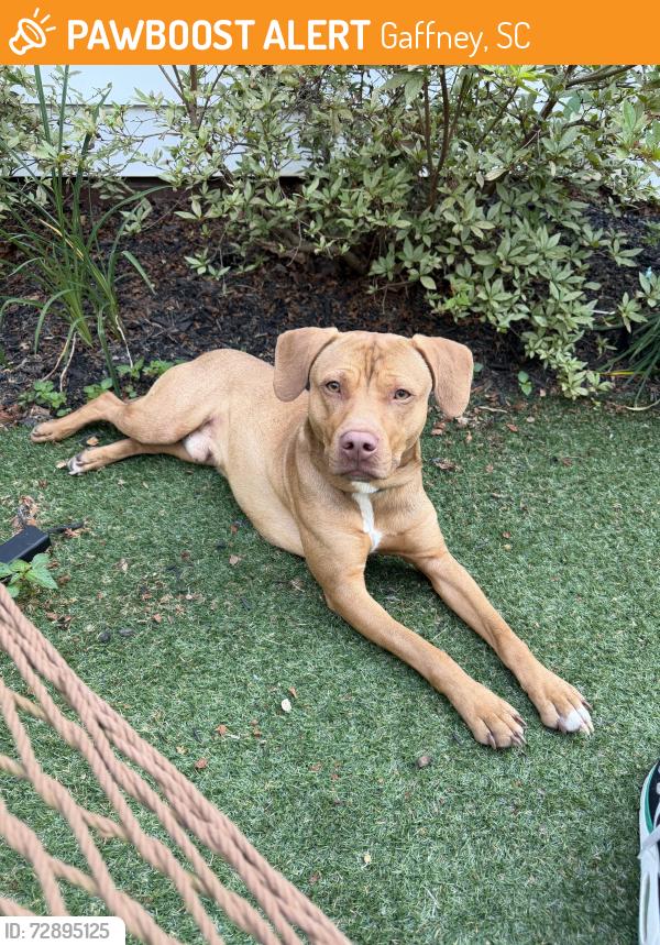 Found/Stray Male Dog last seen Overbrook Drive, Gaffney, SC 29341