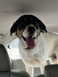 Found/Stray Male Dog last seen Water treatment plant Double Bridge Road, Henderson County, TX 75156