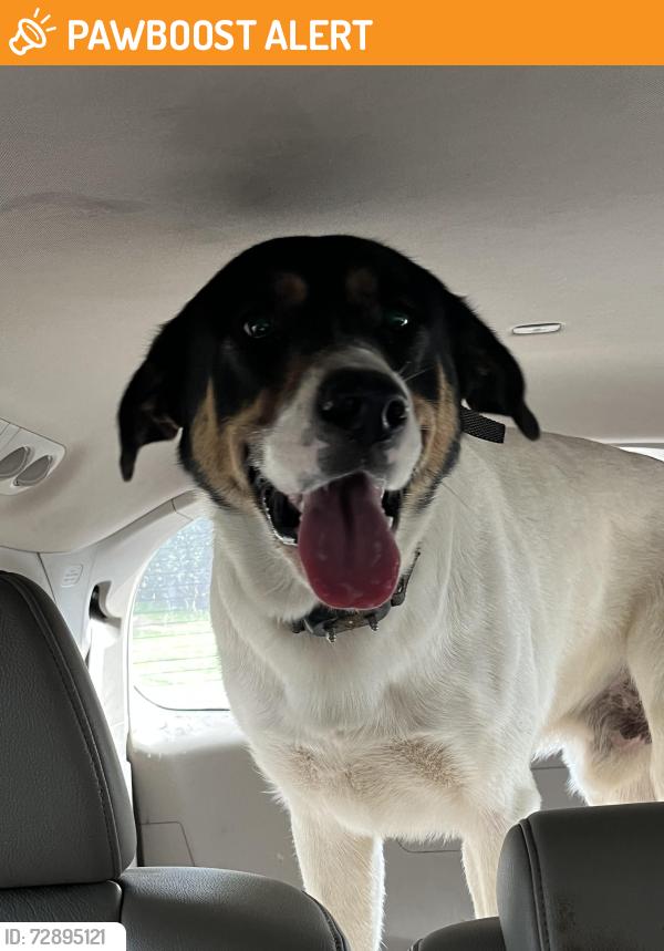 Found/Stray Male Dog last seen Water treatment plant Double Bridge Road, Henderson County, TX 75156