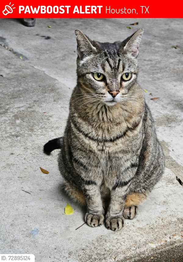 Lost Male Cat last seen Round grove Ln, Houston, TX 77095