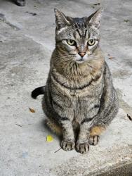 Lost Male Cat last seen Round grove Ln, Houston, TX 77095