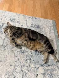 Lost Male Cat last seen Church street , Skokie, IL 60076