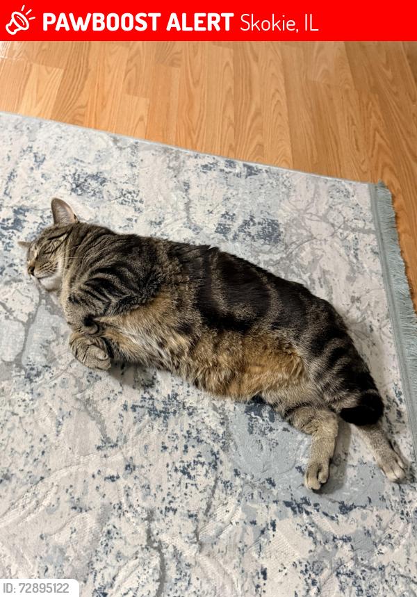 Lost Male Cat last seen Church street , Skokie, IL 60076