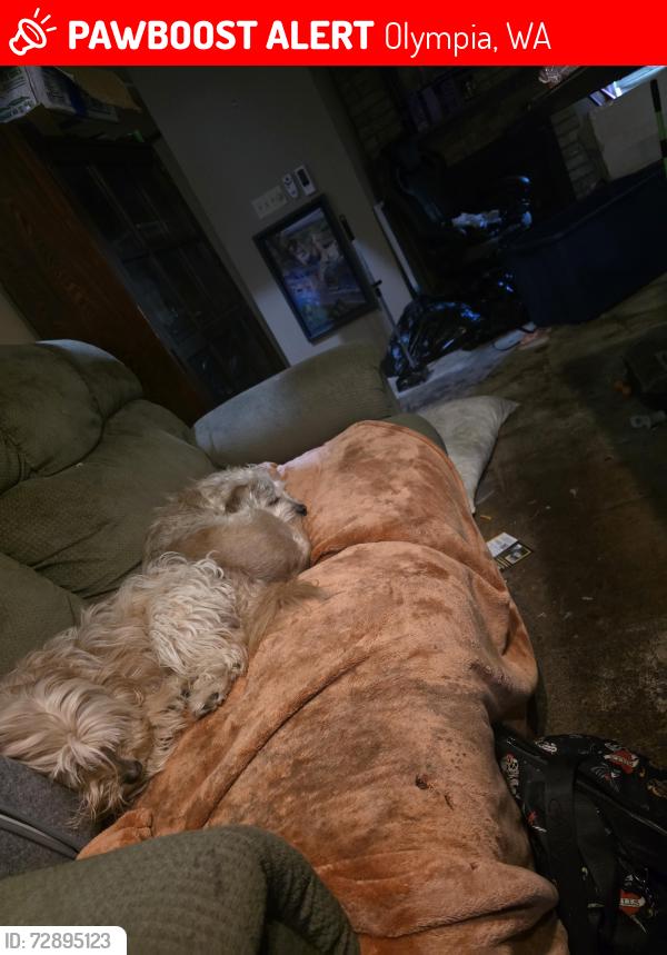 Lost Male Dog last seen Evergreen parkway, Olympia, WA 98502