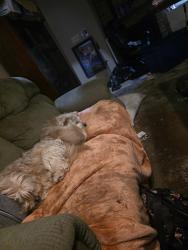 Lost Male Dog last seen Evergreen parkway, Olympia, WA 98502