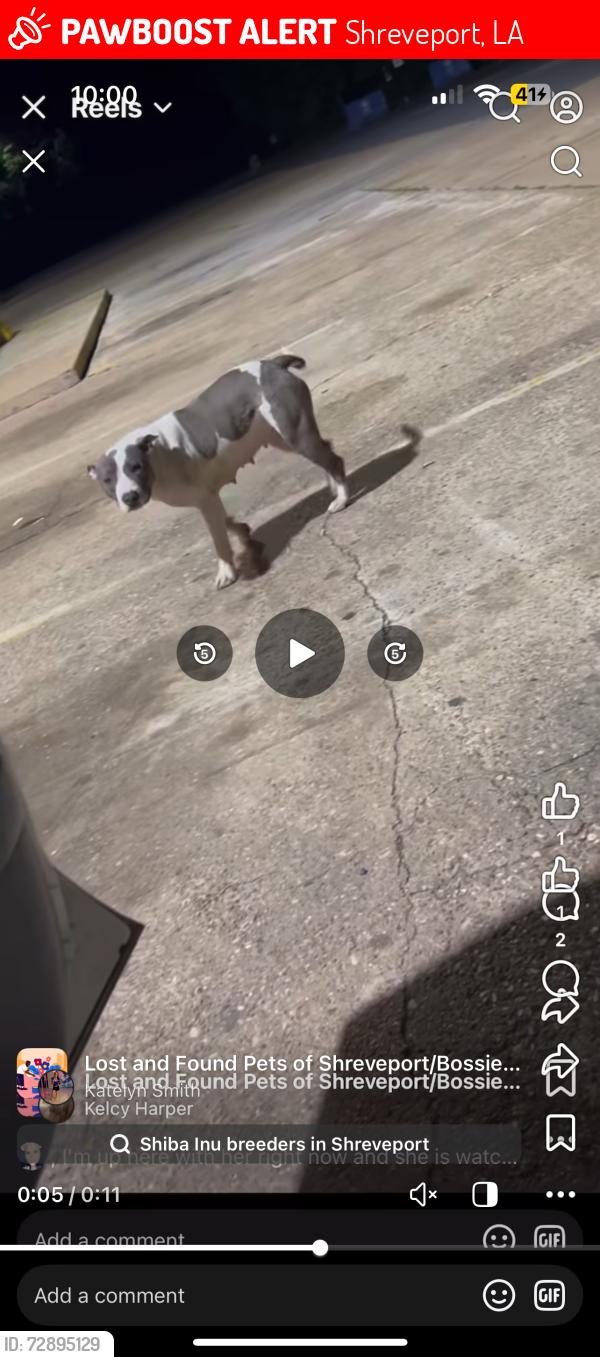 Lost Female Dog last seen Highway 1, Shreveport, LA 71107