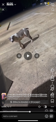 Lost Female Dog last seen Highway 1, Shreveport, LA 71107