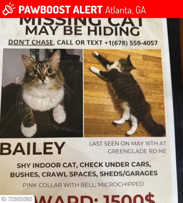 Lost Female Cat last seen Near Greenglade RD NE, Atlanta GA, 30345, Atlanta, GA 30345