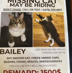 Lost Female Cat last seen Near Greenglade RD NE, Atlanta GA, 30345, Atlanta, GA 30345
