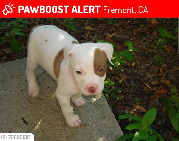 Lost Unknown Dog last seen Irvington , Fremont, CA 94538