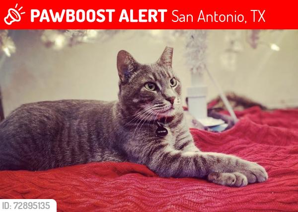 Lost Male Cat last seen Culebra and Talley , San Antonio, TX 78253