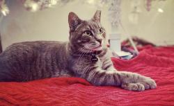 Lost Male Cat last seen Culebra and Talley , San Antonio, TX 78253