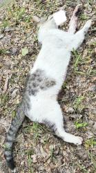 Found/Stray Male Cat last seen Dale and Maryland , Saint Paul, MN 55117