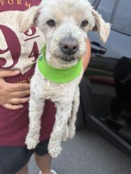 Found/Stray Male Dog last seen State st and alameda, Lynwood, CA 90262