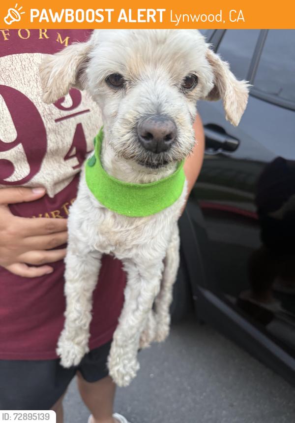 Found/Stray Male Dog last seen State st and alameda, Lynwood, CA 90262