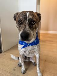 Reunited Male Dog last seen 13th and black arroyo , Rio Rancho, NM 87124