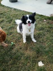 Lost Female Dog last seen State st, Boise, ID 83714