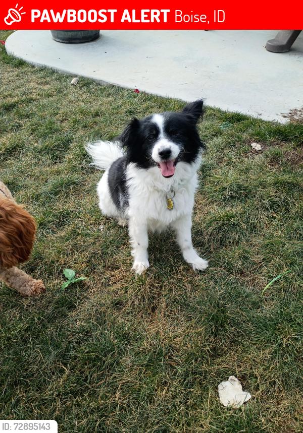 Lost Female Dog last seen State st, Boise, ID 83714