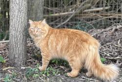 Reunited Male Cat last seen Falls Rd and Victory Lane, Potomac, MD 20854