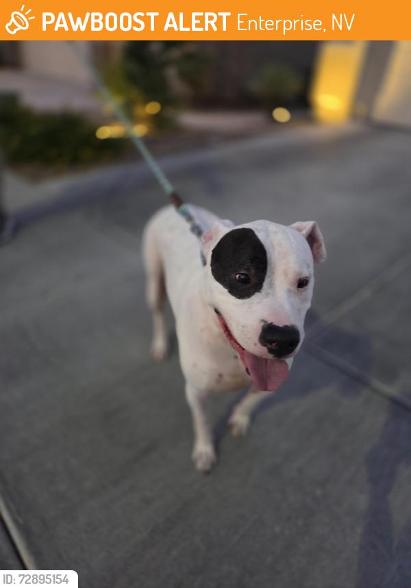 Found/Stray Male Dog last seen Brushwood Peak and Sagebrush Bend, Enterprise, NV 89113