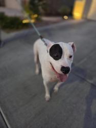 Found/Stray Male Dog last seen Brushwood Peak and Sagebrush Bend, Enterprise, NV 89113
