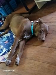 Reunited Male Dog last seen Near stagecoach trail Shelby NC , Shelby, NC 28150