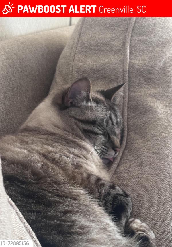 Lost Male Cat last seen Reedy Fork Rd, Greenville, SC 29605