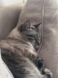 Lost Male Cat last seen Reedy Fork Rd, Greenville, SC 29605
