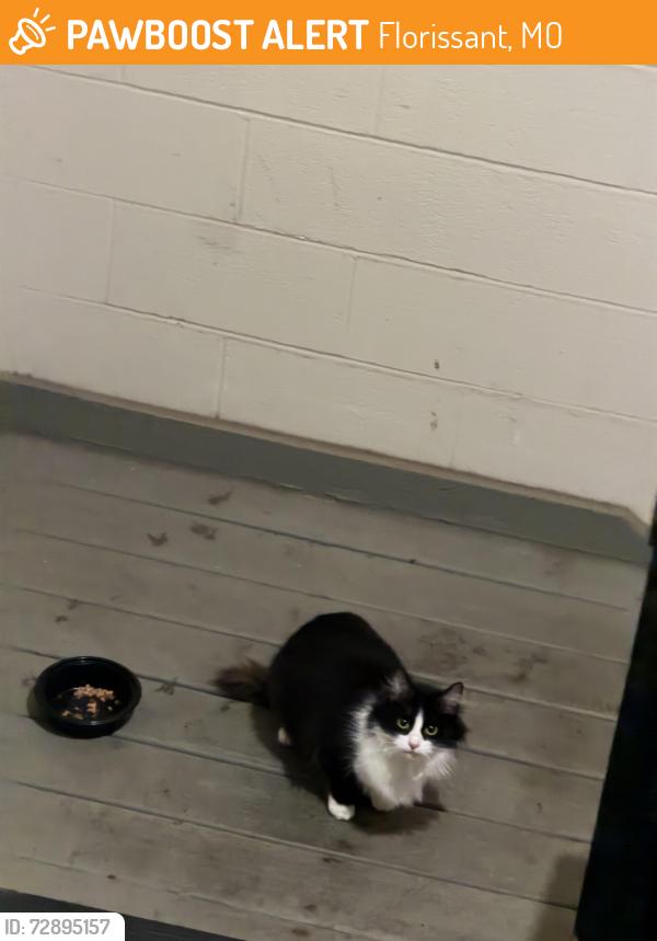 Found/Stray Unknown Cat last seen River chase apmts , Florissant, MO 63031