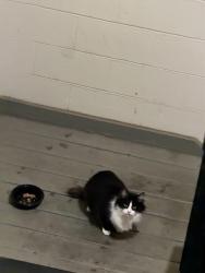 Found/Stray Unknown Cat last seen River chase apmts , Florissant, MO 63031