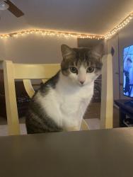Lost Male Cat last seen Wilmer Georgetown Road, Mobile County, AL 36587