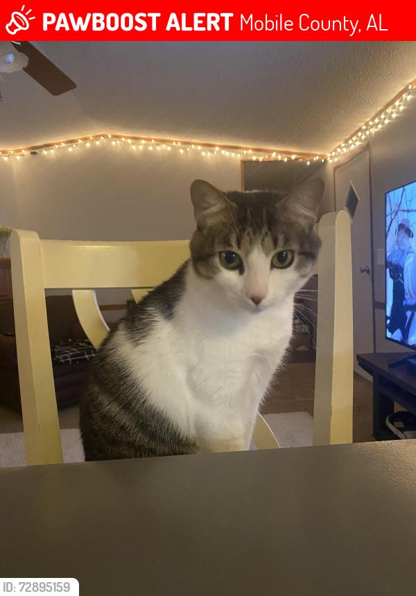 Lost Male Cat last seen Wilmer Georgetown Road, Mobile County, AL 36587
