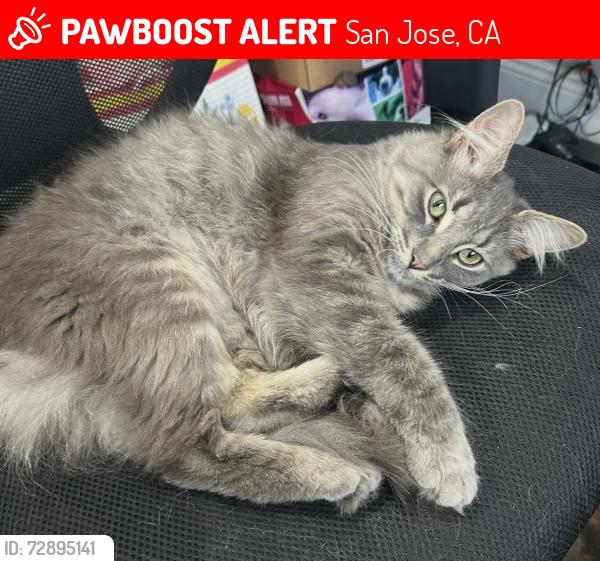 Lost Male Cat last seen Monterey and Tennant, San Jose, CA 95138