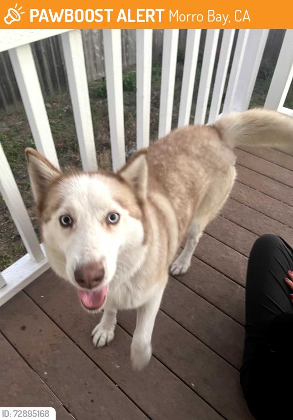 Found/Stray Female Dog last seen Greenwood and Elm, Morro Bay, CA 93442