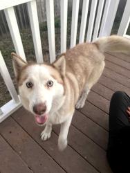 Found/Stray Female Dog last seen Greenwood and Elm, Morro Bay, CA 93442