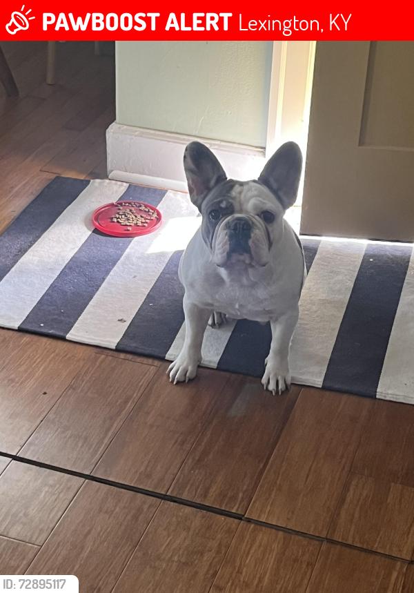Lost Female Dog last seen Ave Richmond con menifee ave, Lexington, KY 40502