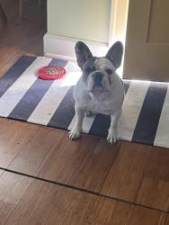 Lost Female Dog last seen Ave Richmond con menifee ave, Lexington, KY 40502