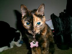 Lost Female Cat last seen West pueblo ave BUCKEYE az , Buckeye, AZ 85326
