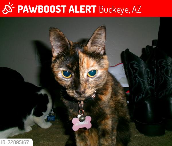 Lost Female Cat last seen West pueblo ave BUCKEYE az , Buckeye, AZ 85326