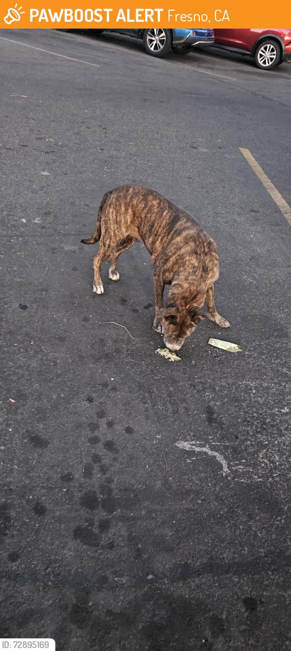 Found/Stray Female Dog last seen Walmart parking lot, Fresno, CA 93727