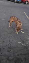 Found/Stray Female Dog last seen Walmart parking lot, Fresno, CA 93727