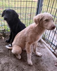 Found/Stray Male Dog last seen Near Rd & Hwy 9, Seminole OK, 74868, Seminole, OK 74868