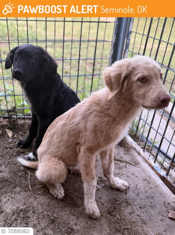 Found/Stray Male Dog last seen Near Rd & Hwy 9, Seminole OK, 74868, Seminole, OK 74868