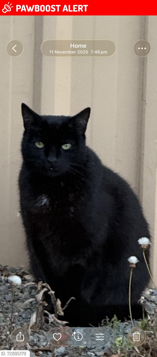 Lost Male Cat last seen Commercial Road, Port Noarlunga South, SA 5167
