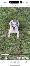 Lost Female Dog last seen Near Owsley ave, Lexington, KY 40502