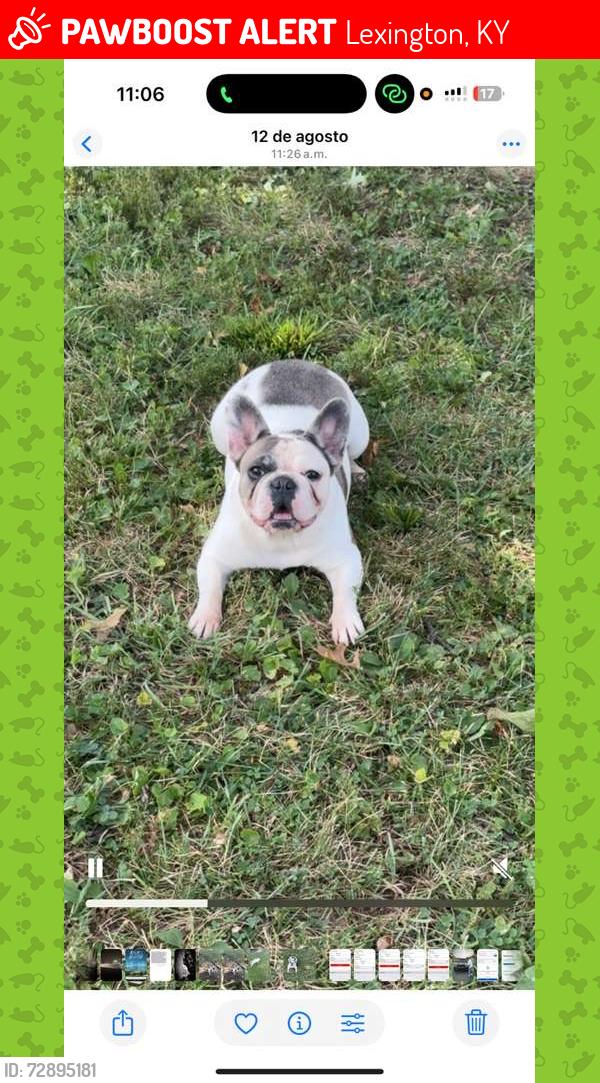 Lost Female Dog last seen Near Owsley ave, Lexington, KY 40502