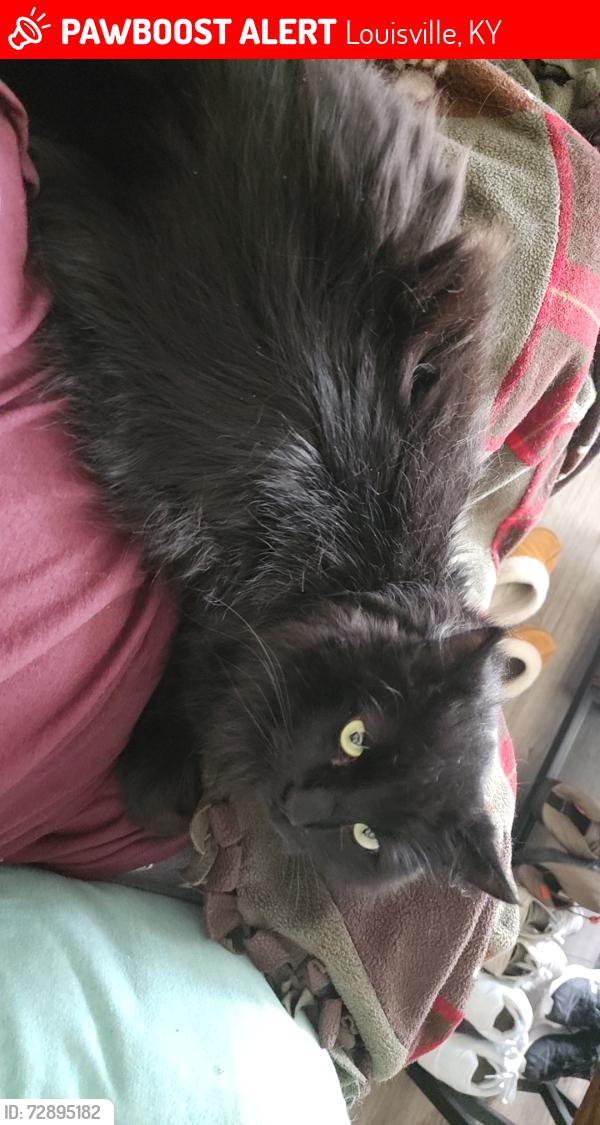 Lost Male Cat last seen Near vendetta Way louisville ky 40245, Louisville, KY 40245