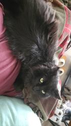 Lost Male Cat last seen Near vendetta Way louisville ky 40245, Louisville, KY 40245
