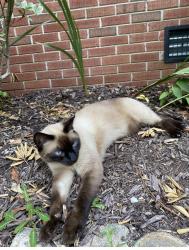 Reunited Male Cat last seen Daniel Boone Trail/Gordon Rd. , Wilmington, NC 28411